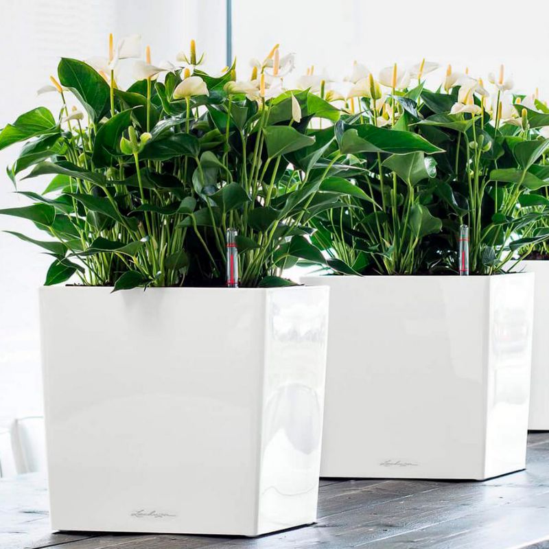 Lechuza CUBE Self Watering Planters (CUBE 40, White High-Gloss)